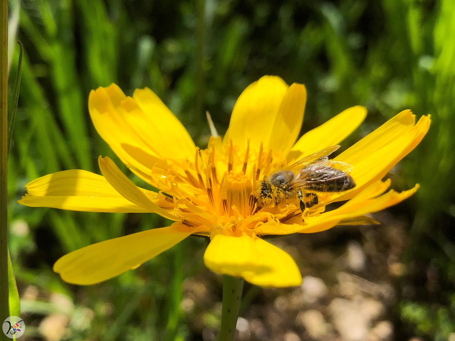 Nouvelle fleur avec abeille : salsifis des champs