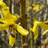 Forsythia / mars 2026