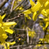 Forsythia / mars 2026
