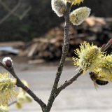 Saule Marsault fleur mâle/ février 2020