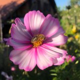 Cosmos bipinnatus blanc-rose / septembre 2020