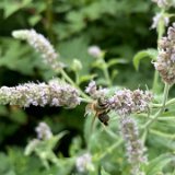 Menthe à longue feuille / juillet 2025