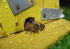 Des abeilles surveillent  pendant que probablement la reine sort de sa cellule royale dans la ruchette.