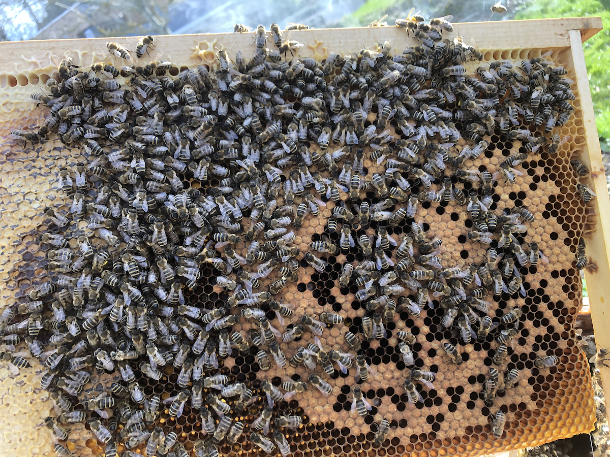 Cadres abeilles avec couvain