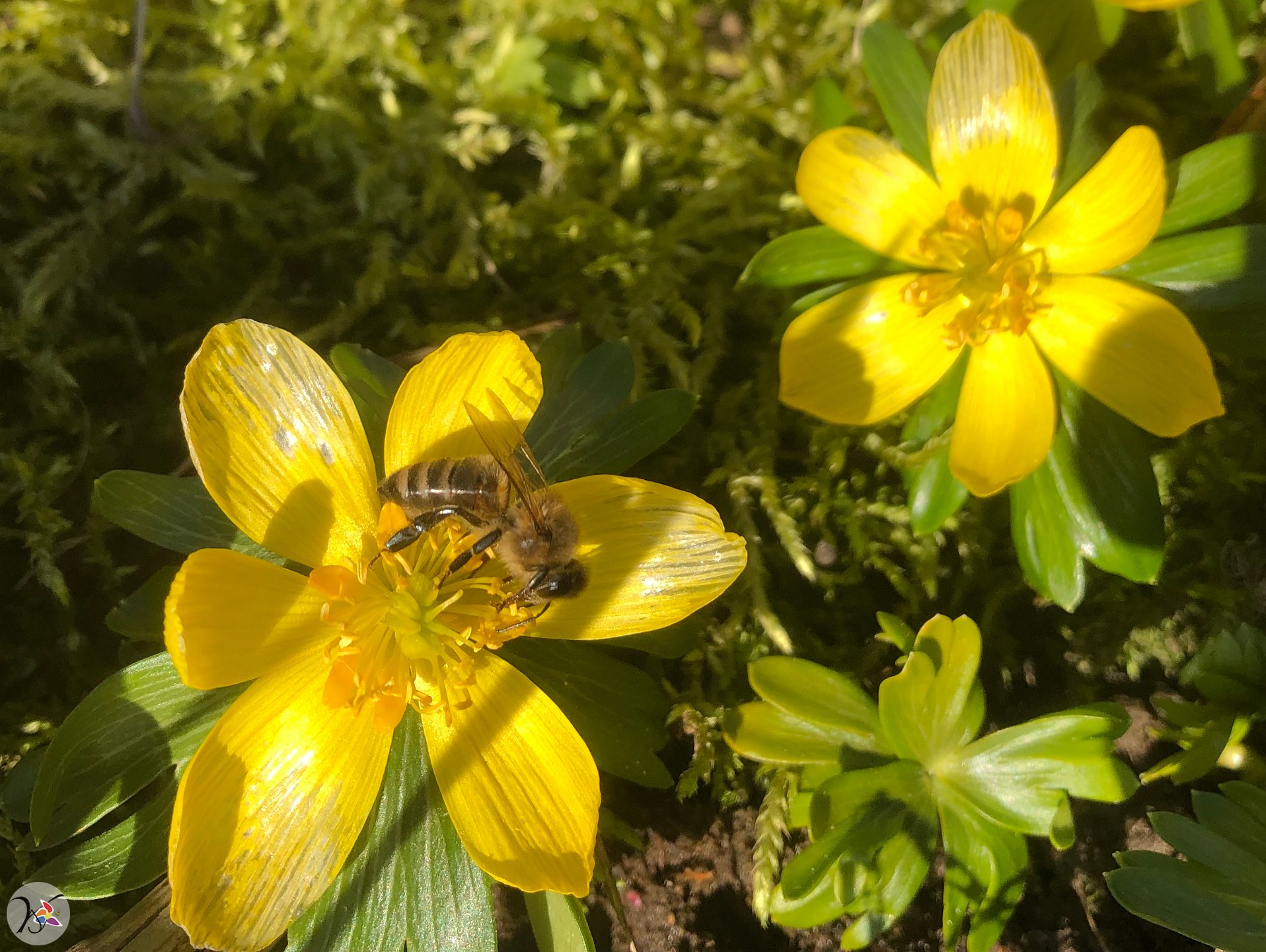 Rentrée de pollen