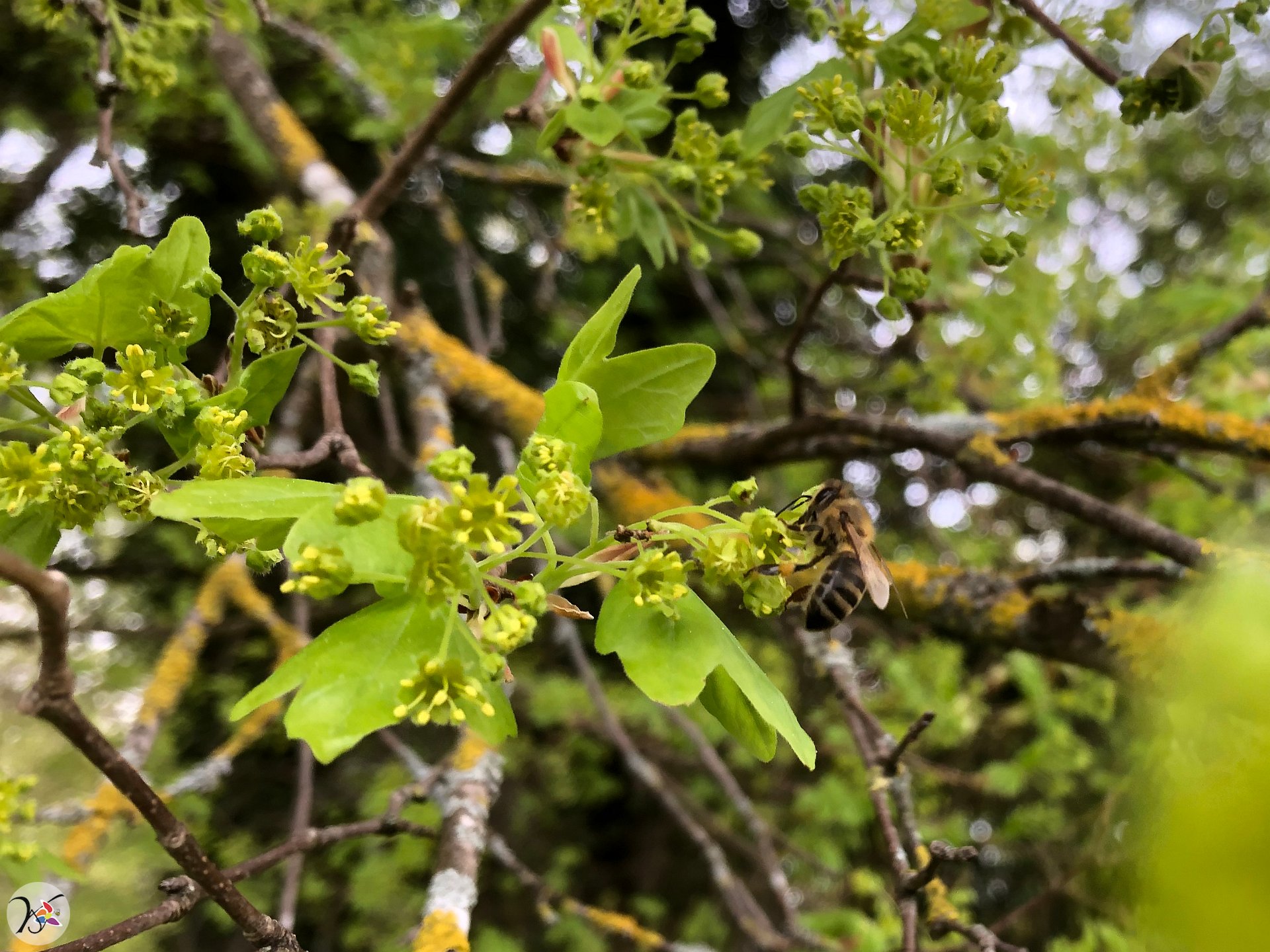 Abeille sur érable champêtre (285e fleurs différentes dans ma collection)