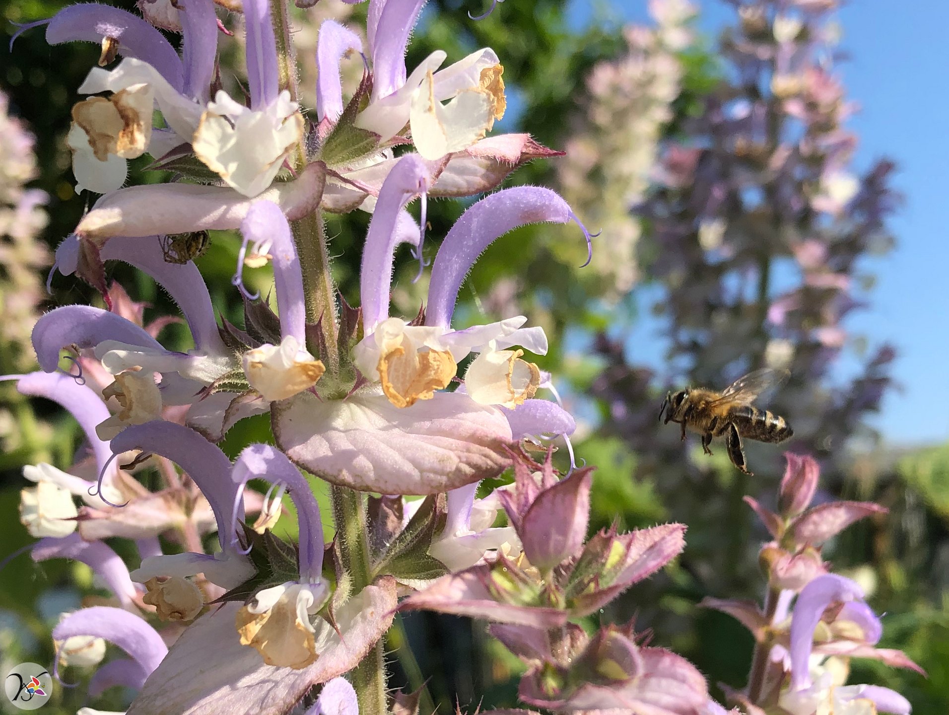 Abeille sur sauge sclarée (288e fleurs différentes dans ma collection)