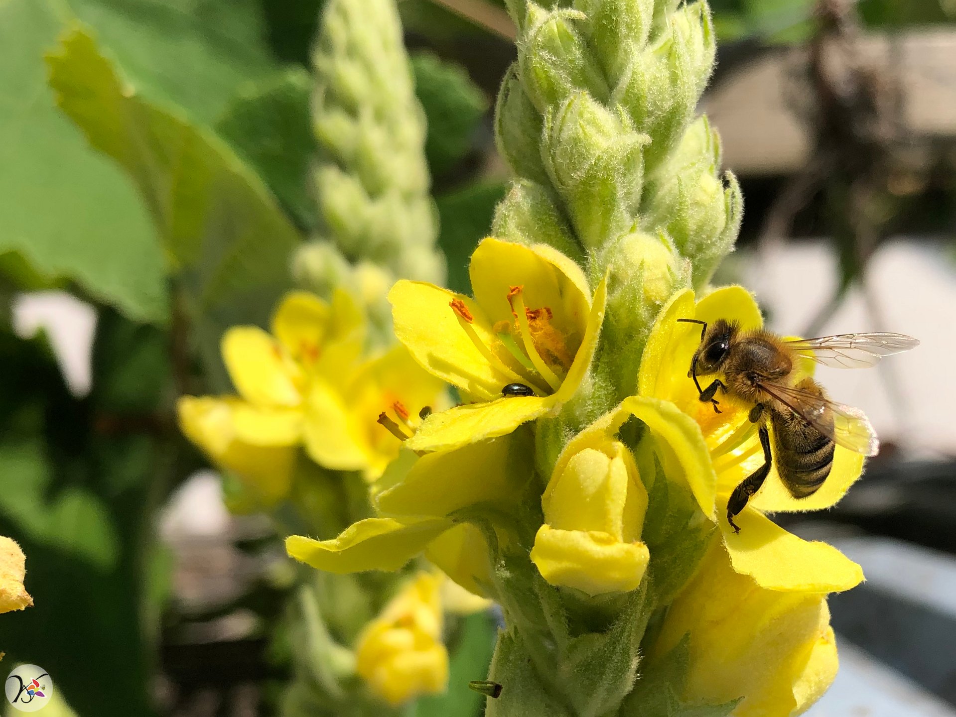 Abeille sur bouillon blanc,  289e fleurs différentes dans ma collection