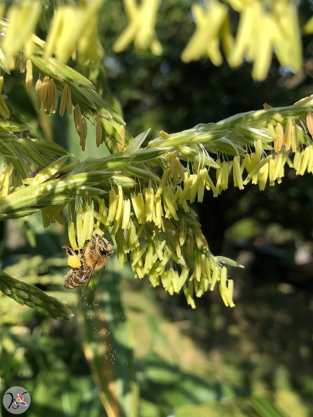 Abeille sur maïs,  291e fleurs différentes dans ma collection