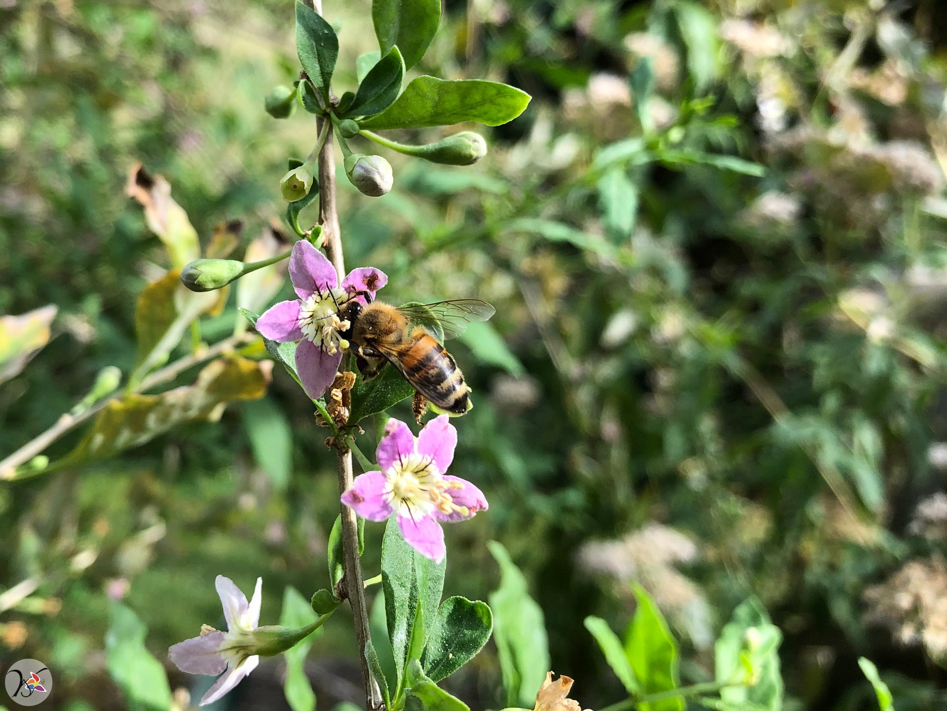 Abeille sur lyciet commun,  293e fleurs différentes dans ma collection