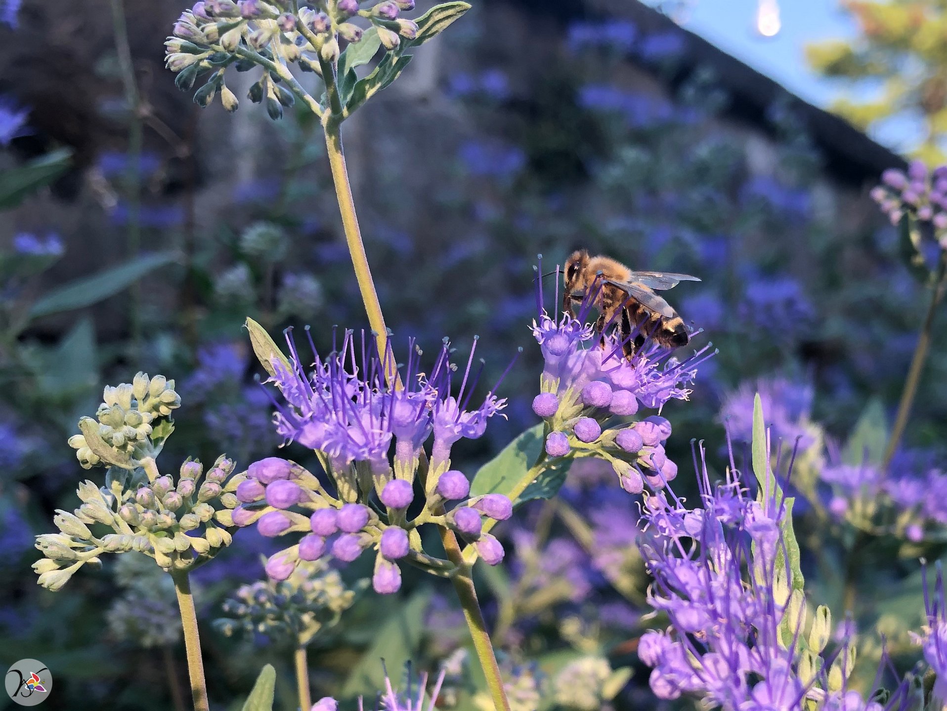 Abeille sur barbe bleue,  294e fleurs différentes dans ma collection