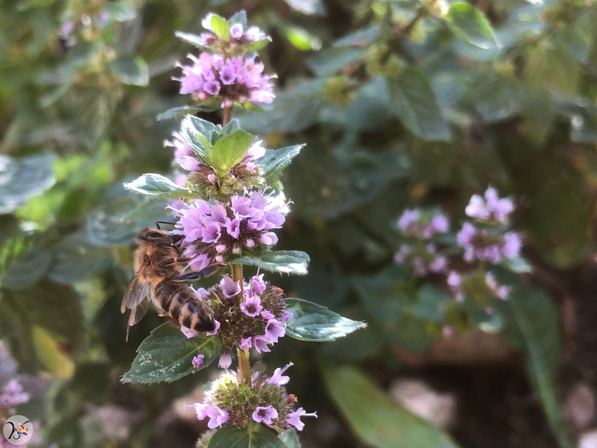 Abeille sur menthe sauvage,  295e fleurs différentes dans ma collection