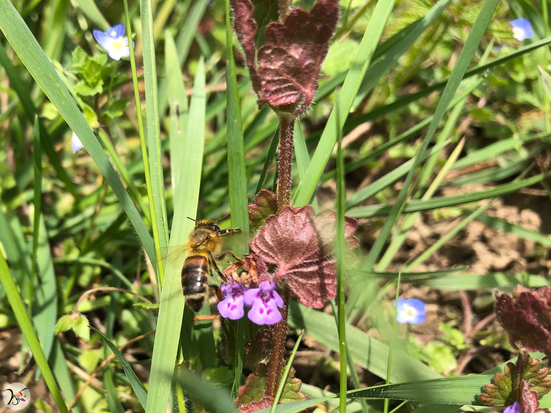 Abeilles sur lierre terrestre