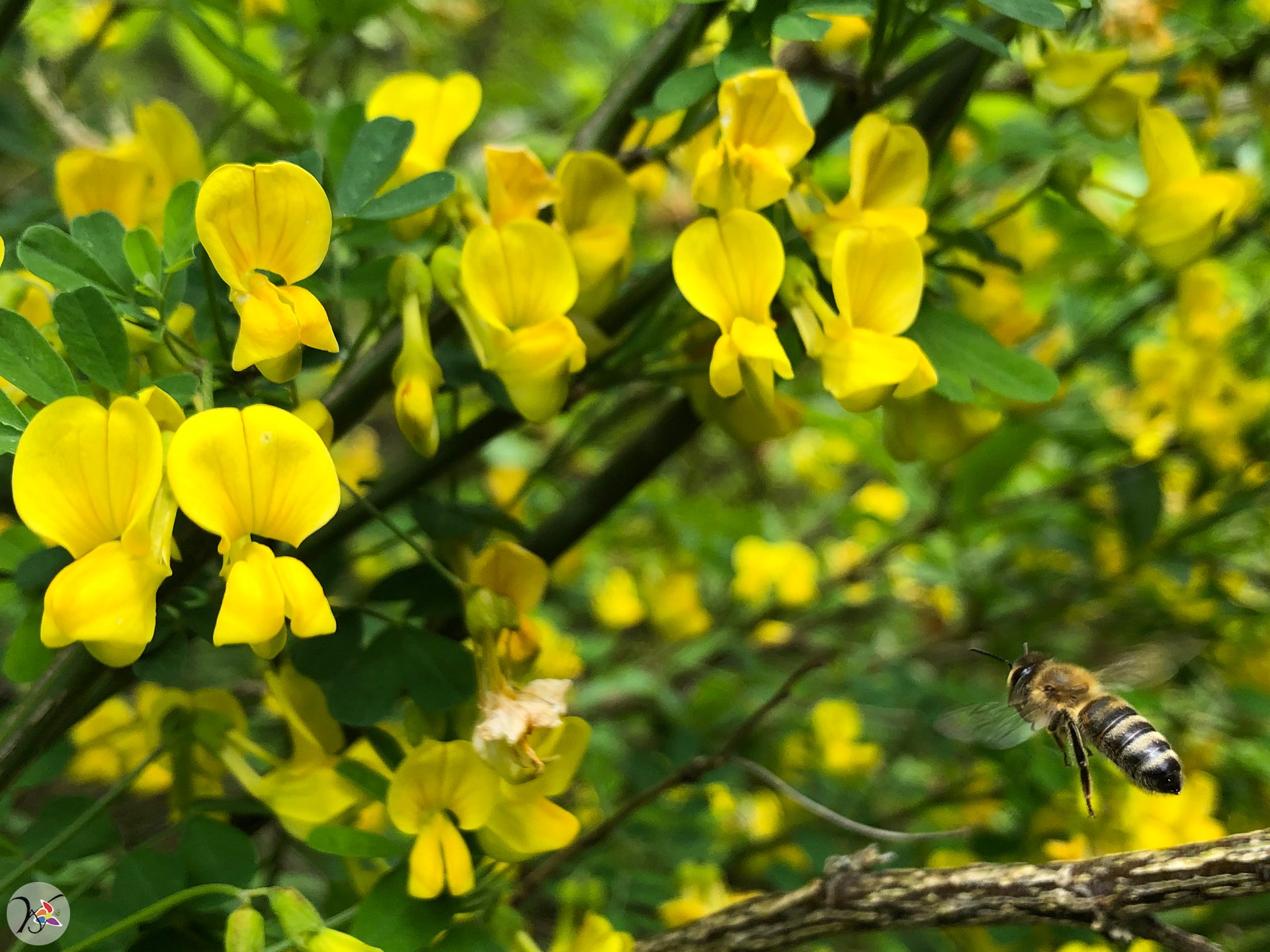 Abeilles sur Coronille émérus 