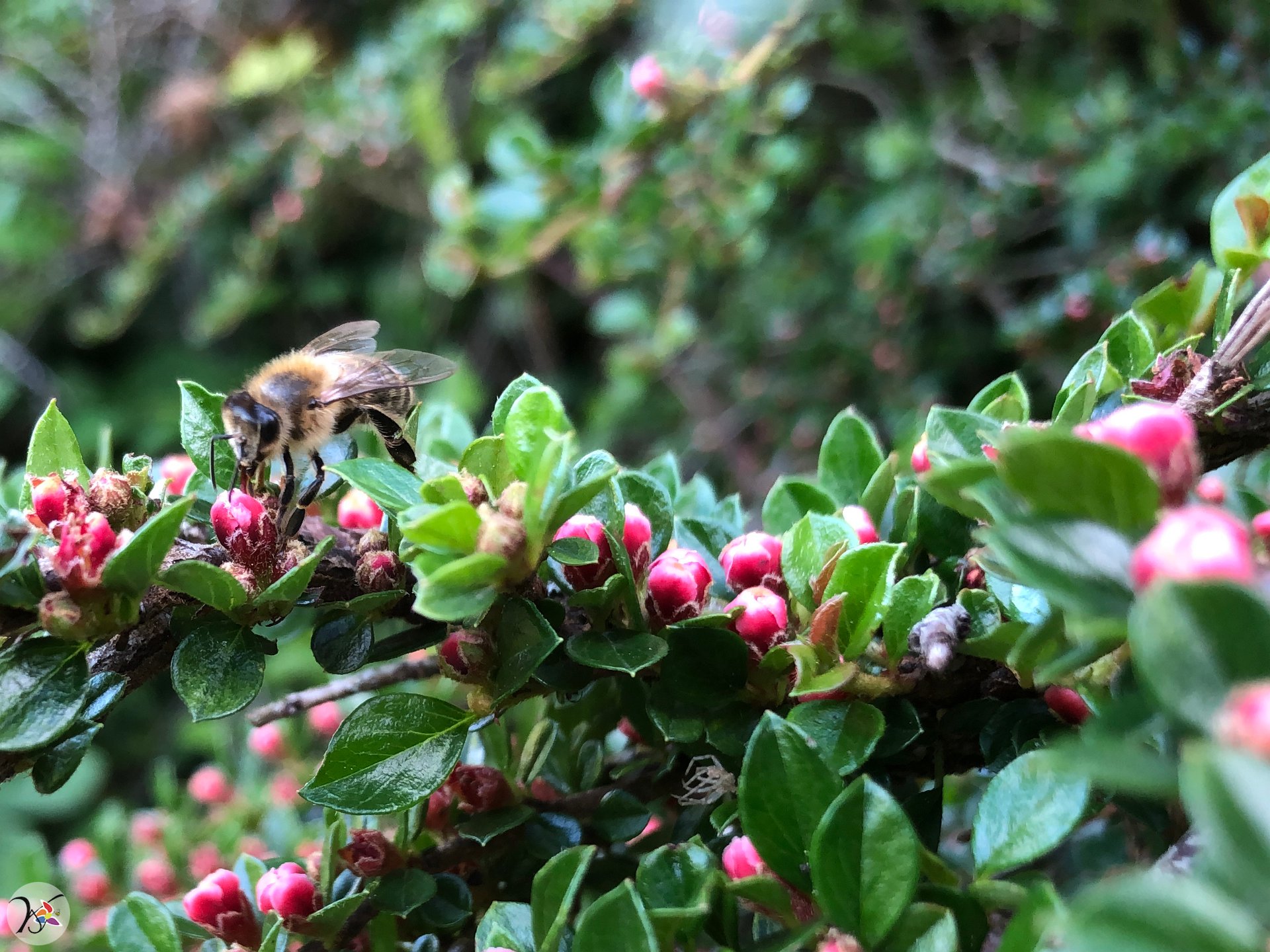 Abeille sur Cotonéaster horizontal