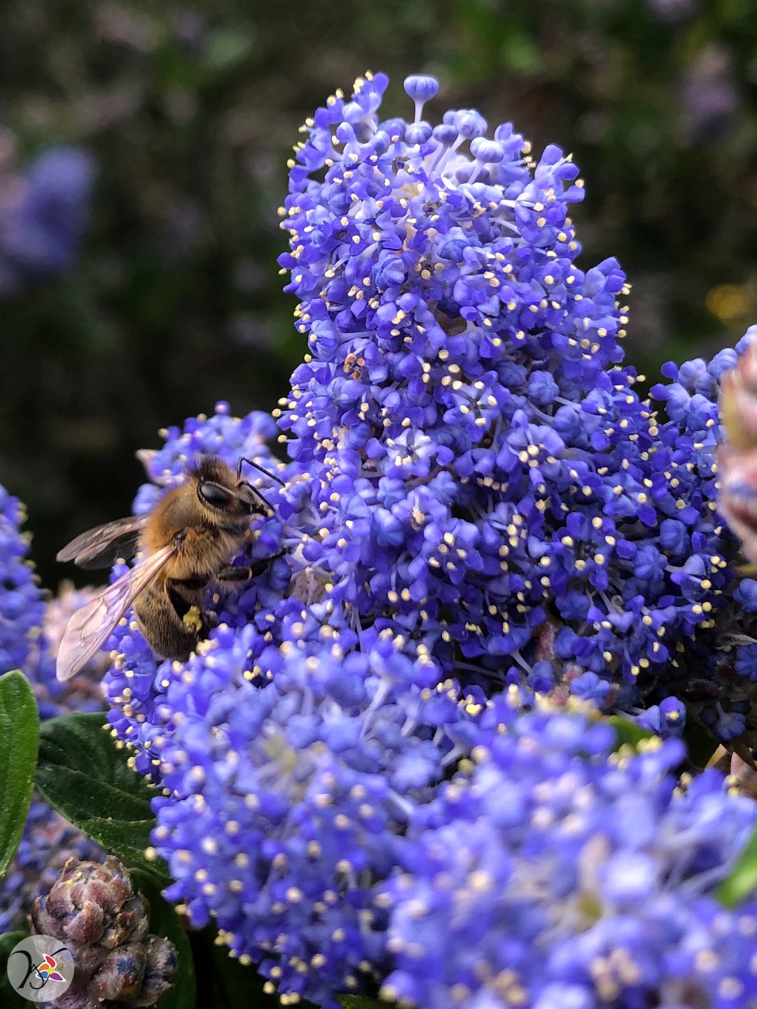 Abeille sur Céanothe