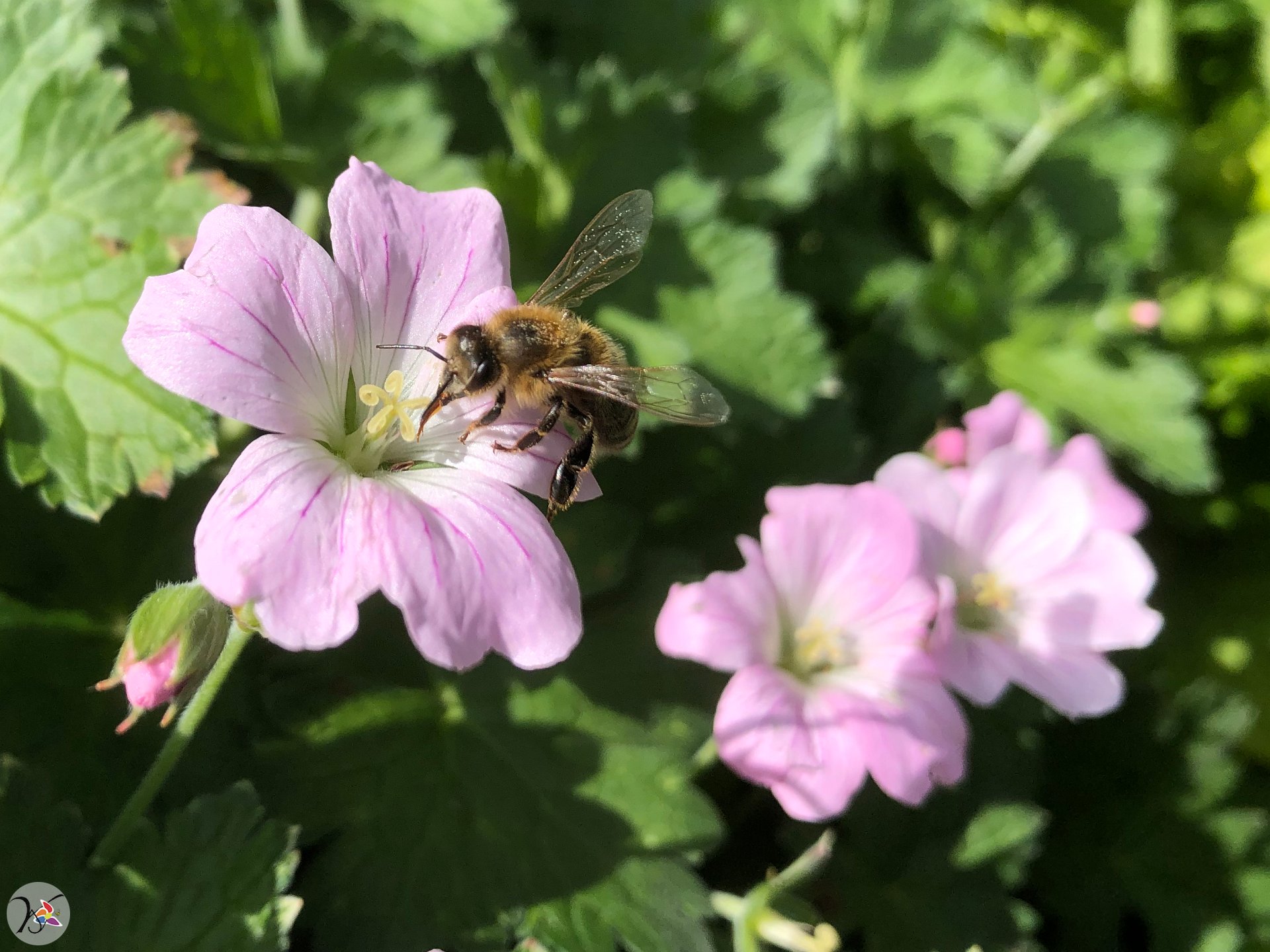 Abeille sur Géranium vivace Dreamland