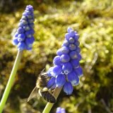 Muscari / avril 2016