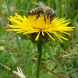 Buphthalmum salicifolium (oeil de boeuf) / juin 2017