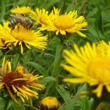 Buphthalmum salicifolium (oeil de boeuf) / juin 2017