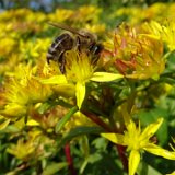 Sedum florifère / juin 2019