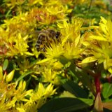 Sedum florifère / juin 2019