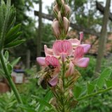 Sainfoin ( esparcette ) / Juin 2019