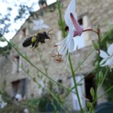 Gaura / juillet 2019