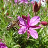 Épilobe des moraines (de Flescher) / juillet 2019