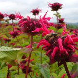Monarde, mélisse d'or, bergamote / juillet 2021