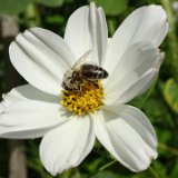 Cosmos bipinnatus blanc / août 2021