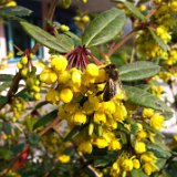 Berberis julianae/ juin 2013