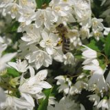 Deutzia gracilis / mai 2011