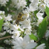 Deutzia gracilis / mai 2011