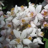 Deutzia hybrida / mai 2011