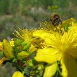 Millepertuis (Hypericum perforatum) / juin 2011