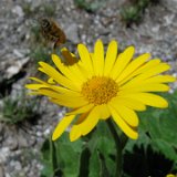 Arnica des Alpes / août 2009