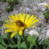 Arnica des Alpes / août 2009