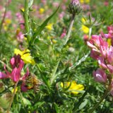 Sainfoin des Alpes/ juillet 2014