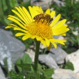 Arnica des Alpes / août 2014