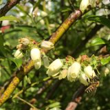 Myrtiller / mai 2023