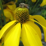 Rudbeckia Echinacée jaune / août 2011