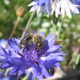 Bleuet bleu/ septembre 2011