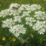 Berce commune / mai 2015