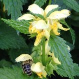 Ortie jaune ou lamier jaune / mai 2015