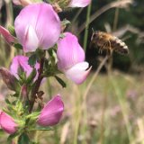 Bugrane épineuse / juillet 2023