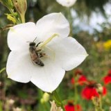 Campanule persicifolia / juillet 2023