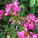 Rhododendron / juillet 2016