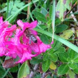 Rhododendron / juillet 2016