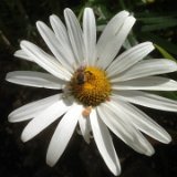 Marguerite / août 2016